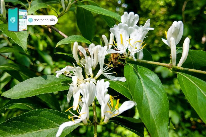 alt text: Hình ảnh kim ngân hoa