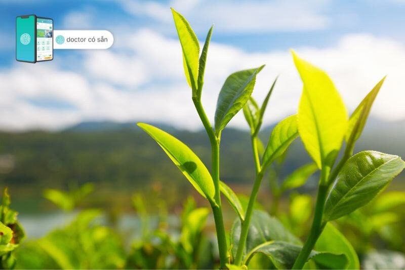 alt text: Hình ảnh trà xanh